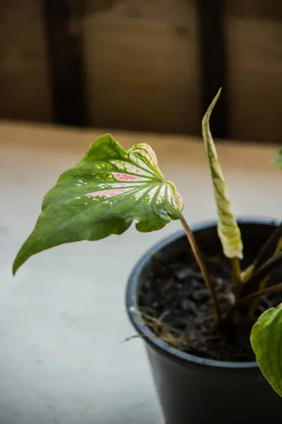 Photo of Caladium bicolor