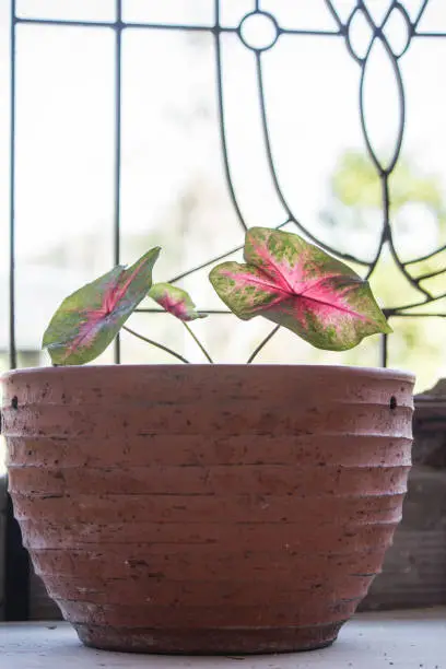 Photo of Caladium bicolor