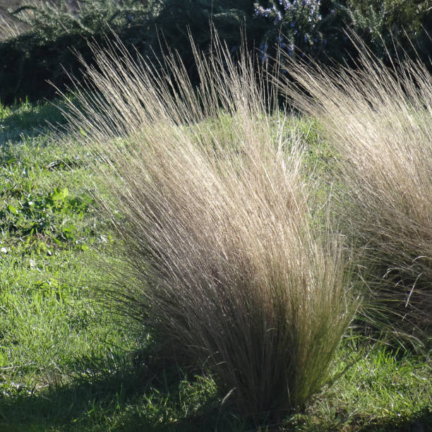 istock Tall white blong grassy plant shooted by a sunny day 1669135206
