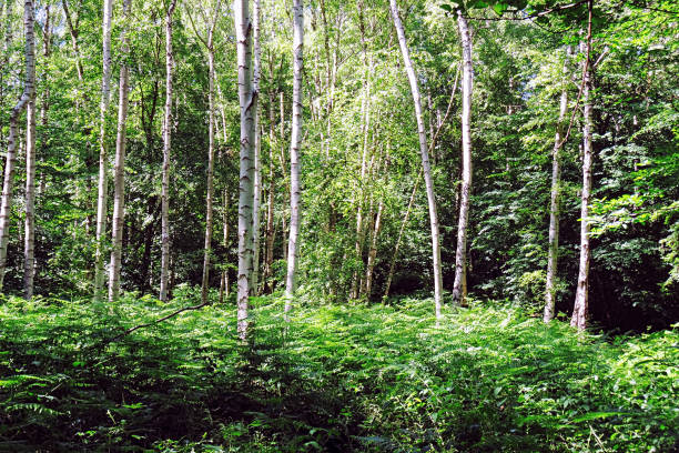 istock View on repetitive new tree essence inside green wood 1669135223