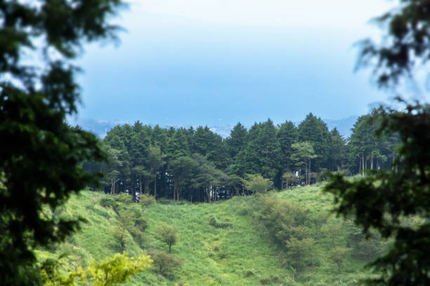 Japanese white pine tree (Pinus parviflora) canopy, sea in background