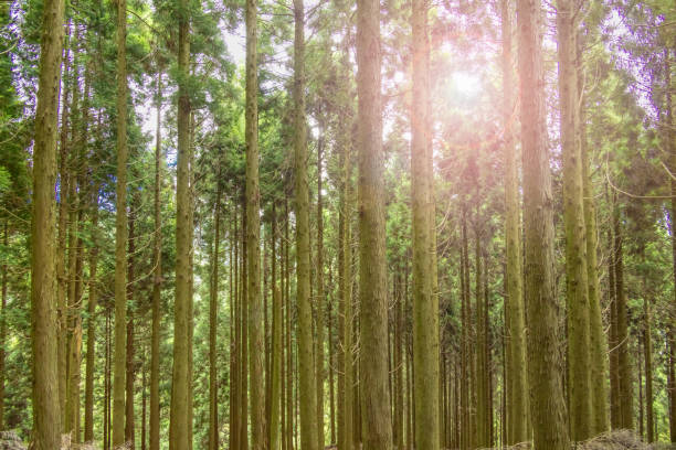 istock A fresh green tree with beautiful colors 1669135547
