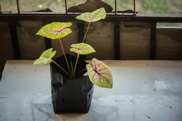 Photo of Caladium bicolor