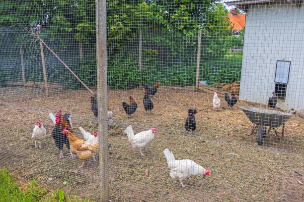 élevage de poulets dans le pays - bird netting cage birdcage photos et images de collection