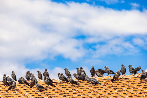Western jackdaw birds on a roof