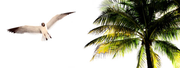 istock Palm trees and one flying seagull over white background 1669214429