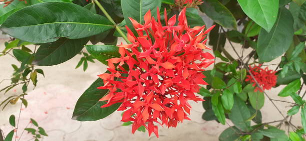 istock Ixora Flowers on Green Leaves Background 1669218224