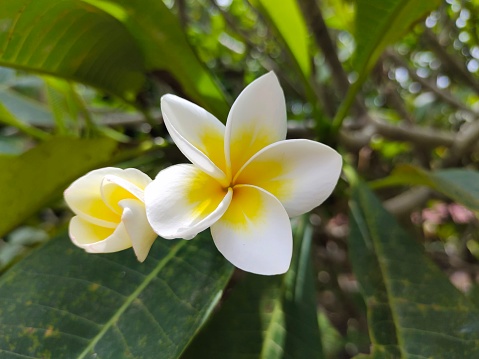 Vertical closeup photo of a group of beautiful white and gold Frangipani flowers after rain, growing on a tree in a garden in tropical northern NSW. Soft focus background