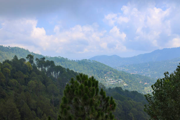 istock Coniferous Forest of Murree Valley 1669222540