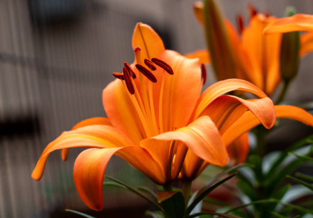 istock Orange Asiatic Lily Flower 1669240028