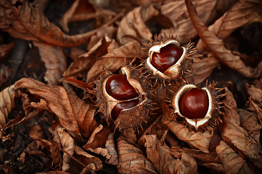Chestnuts become mature when they naturally fall from the tree. They ripen in September-October for about two to four weeks. Autumn. Autumn painting