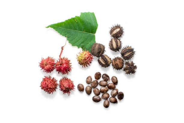 istock beans (Ricinus) and castor oil isolated on the white background, herbs. 1669272979