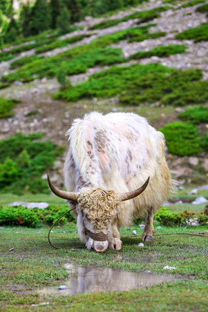 istock A white Yak grazing at Rama Meadows 1669286596