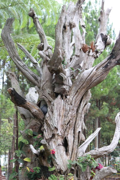 istock close up old pale colored tree wood and branches 1669293587