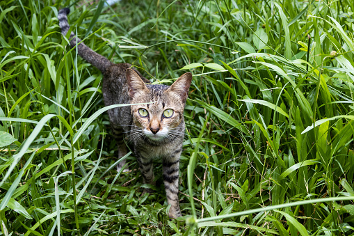 Cat playing in the grass