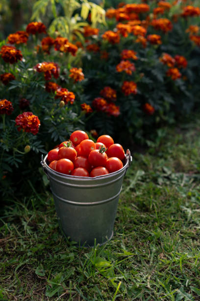 istock Freshly harvested cherry tomatoes in a bucket. Harvesting tomatoes. 1669310703
