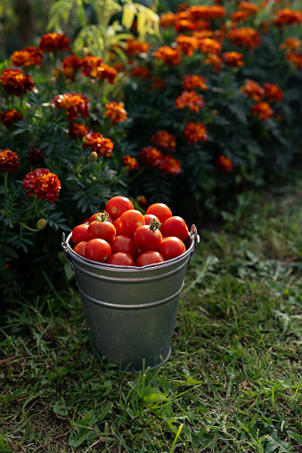 Freshly harvested cherry tomatoes in a bucket. Harvesting tomatoes.
