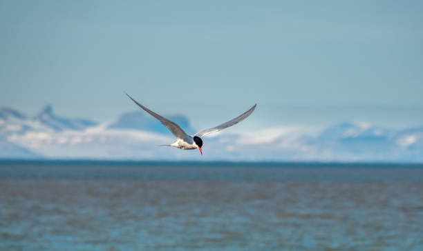 노르웨이 스발바르의 이스피요르덴 강 위를 날고 있는 북극제비갈매기(sterna paradisaea) - tern bird arctic tern nature 뉴스 사진 이미지