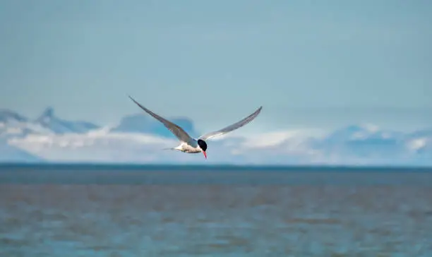 Photo of Arctic tern (Sterna paradisaea) flying over the waters of the Isfjorden in Svalbard, Norway