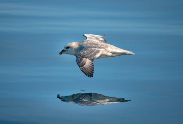 Northern fulmar (Fulmarus glacialis), also known as Arctic fulmar flying just above the calm waters of the Isfjorden in Savlabard, Norway Northern fulmar (Fulmarus glacialis), also known as Arctic fulmar flying just above the calm waters of the Isfjorden in Savlabard, Norway fulmar stock pictures, royalty-free photos & images