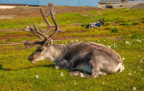 Photo of Svalbard reindeer (Rangifer tarandus platyrhynchus), a unique  species of reindeer found only on the Svalbard archipelago of Norway