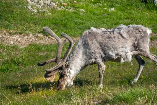 Photo of Svalbard reindeer (Rangifer tarandus platyrhynchus), a unique  species of reindeer found only on the Svalbard archipelago of Norway