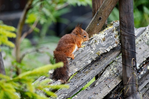 A squirrel perched on a weathered log in a tranquil forest setting.