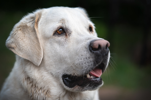 side view of a labrador retriever's face looking up at something on white background