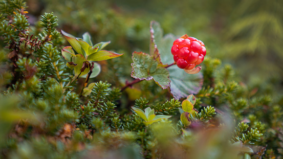 A one little cloudberry looking to be captured in a picture