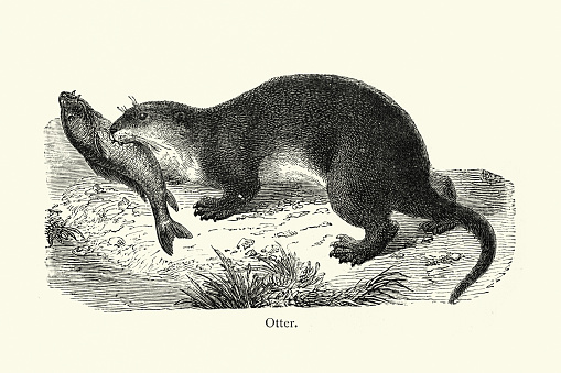 Vintage illustration of a Otter catching a fish, Wildlife art