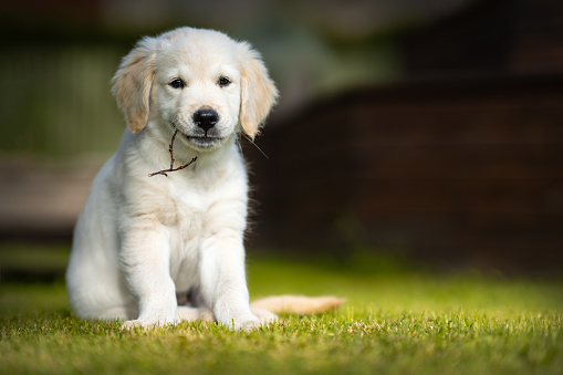 Golden retriever puppy playing outdoors