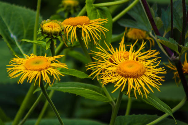 Yellow elecampane flowers in the garden Telekia speciosa (inula helenium), also known as yellow oxeye or yellow oxeye, is a species of flowering plant in the Asteraceae family. inula stock pictures, royalty-free photos & images
