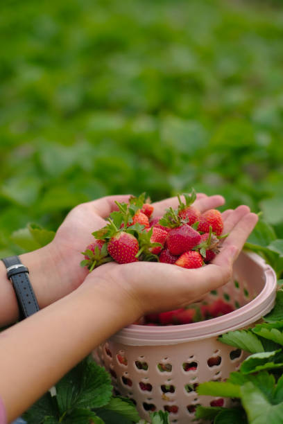 istock Woman showing strawberries on her both hand 1669330201