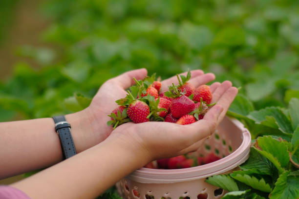 istock Woman showing strawberries on her both hand in horizontal 1669330215