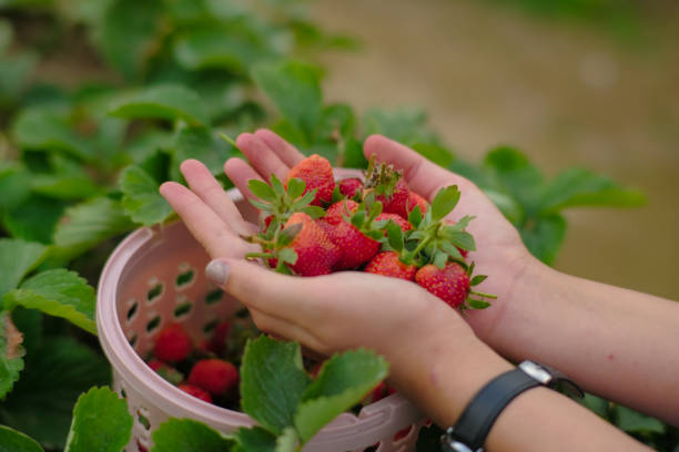 istock Woman showing strawberries on her both hand in horizontal 1669330513