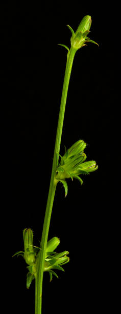 istock a young chicory sprout with several unopened buds on a black background 1669351302
