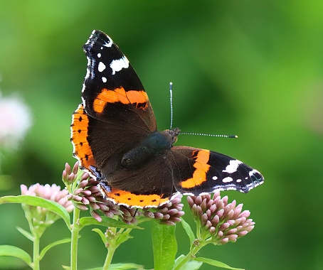 Closeup of a small or common Copper butterfly