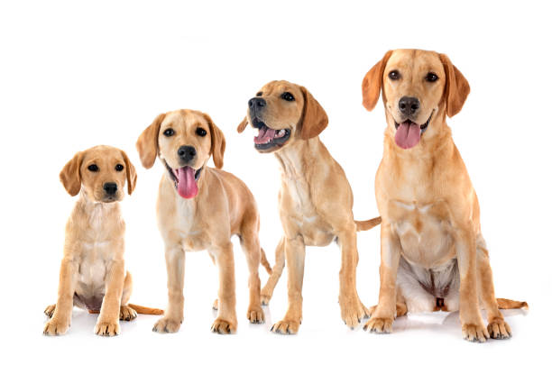 puppies labrador retriever in front of white background