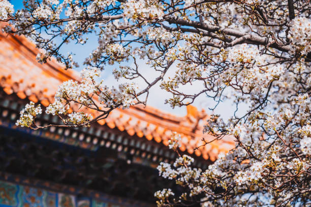 Cherry blossoms in the Forbidden City