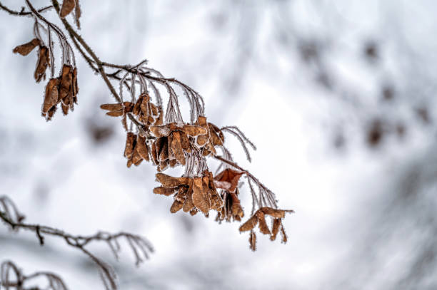 istock Snow on tree branches. Frost on tree branches. Nature weather closeup. Winter background. 1669405537