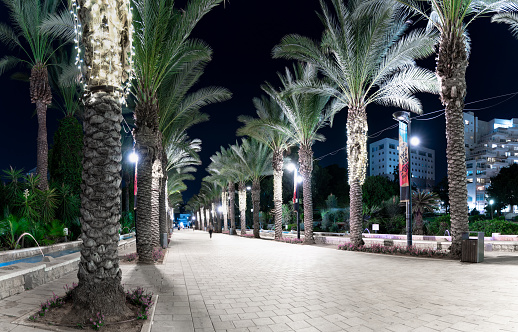 Famous palm alley in Rishon Lezion at dark night illuminated by electric lamps in the city park. Panoramic view.