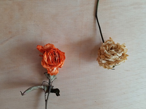 photo of dried roses on plywood for background or quotes