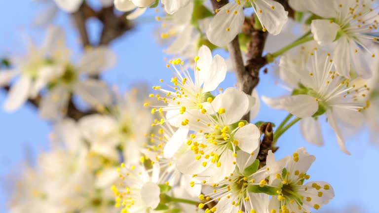 4k timelapse of an Plum tree flower blossom bloom and grow and rotate on a blue background. Blooming small white flower of Prunus. Zoom out Time lapse of Flower spinning in front of camera.