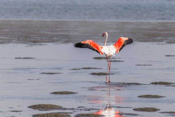 istock Greater Flamingo ( Phoenicopterus ruber roseus) spreading wings, Walvis bay, Namibia. 1669464130