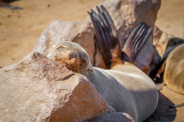A brown fur seal (Arctocephalus pusillus) sleeping, Cape Cross, Namibia.  Horizontal.