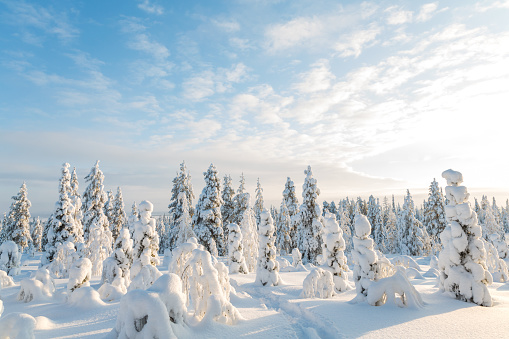 Snow covered trees, Riisitunturi National Park, Lapland, Finland