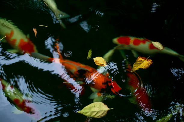istock Koi or carp swim in the pond. 1669469378