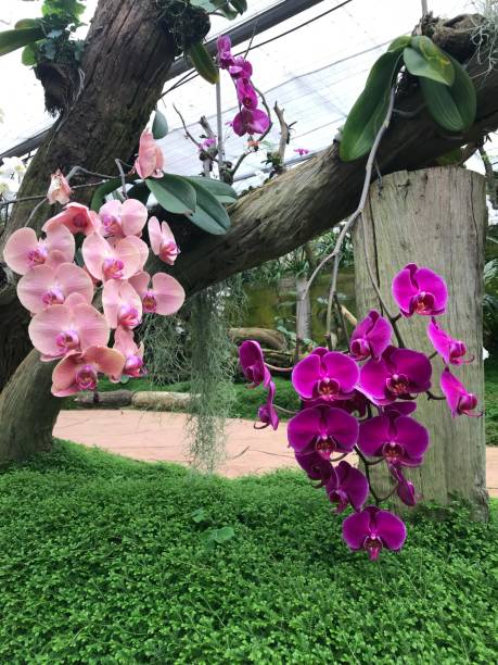 orchid im garten - rosemary flower single flower flower head stock-fotos und bilder