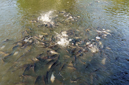 Many sockeye salmon spawning on the fast flowing Alaskan Russian River.\n\nTaken in Homer, Alaska, USA