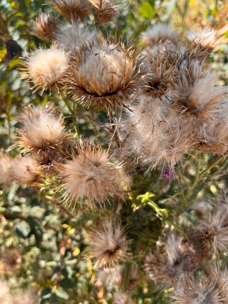 istock Wild flowers in my garden 1669501994